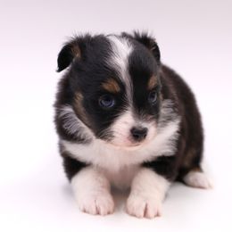 Sugar - Black tri female Toy Australian Shepherd puppy in Hamilton, Montana from Bitterroot Toy Aussies