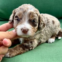 Pink collar girl - Chocolate merle female Bernedoodle puppy in Colorado Springs, Colorado from Mercy Mountain Bernedoodles