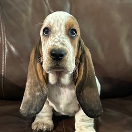 Girl 3 - Black brown and white female Basset Hound puppy in Columbia, South Carolina from Pawmetto Hounds