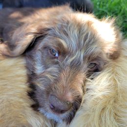 Wendell - Chocolate male Assorted Doodle Crosses puppy in Blackfoot, Idaho from Lucky Pup Meadows