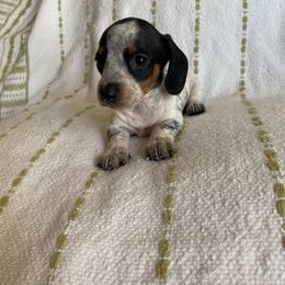 Dachshund Puppies from Destiny's Dachshunds
