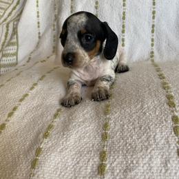 Dachshund Puppies from Destiny's Dachshunds