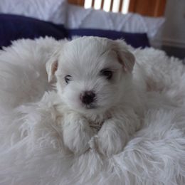 Puppy 3 - White male Maltese puppy in Palatka, Florida from Boshi Maltese
