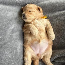 Duck - Brown male Shihpoo puppy in Williamsville, New York from Nell’s Doodle & Dolls