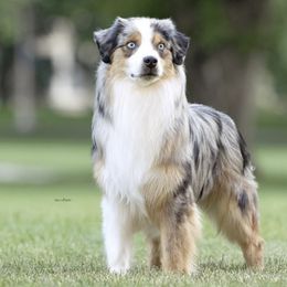 Yeager - Miniature American Shepherd