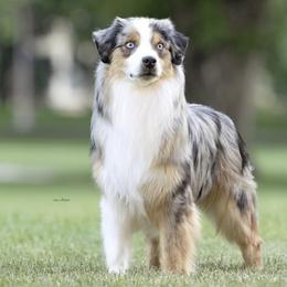 Yeager - Miniature American Shepherd