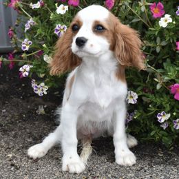 Felicity - Blenheim female Cavalier King Charles Spaniel puppy in Lula, Georgia from Cavaliers by Crumley