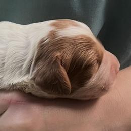 Holly girl 2 - White and orange female Brittany puppy in Floyd Knobs, Indiana from Cross Creek Brittanys