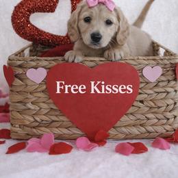 Ivy - Cream female Dachshund puppy in Texarkana, Texas from Millys Pups