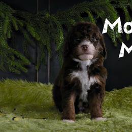 Martha May - Tri-color female Bernedoodle puppy in Gentry, Arkansas from WWBar Bernedoodles