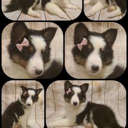 Shetland Sheepdog Puppies from Henotic Homestead's Shetland Sheepdogs