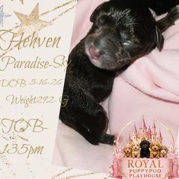Hehven - Brown female Schnoodle puppy in Demorest, Georgia from Royal Cockapoo Playhouse