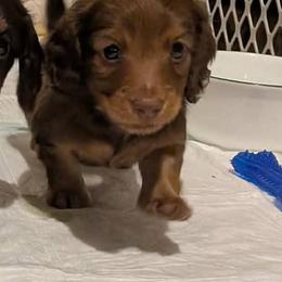 Boy 1 - Chocolate and tan male Dachshund puppy in New Castle, Colorado from Shaffers low riding weiners