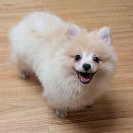 Throwback Johnny - Cream male Pomeranian puppy in Danielsville, Georgia from PassionatePomPoms