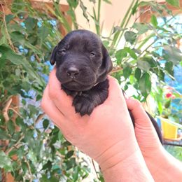 Girl 3 - Black Labrador Retriever puppy in Shrewsbury, Massachusetts from Inna's Labrador Retrievers
