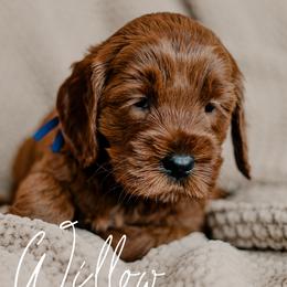 Willow - Red  female Goldendoodle puppy in Patterson, California from Dooling Doodles