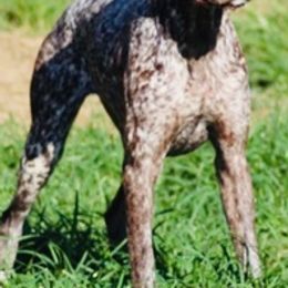 German Shorthaired Pointers from Hunter Heights Kennel