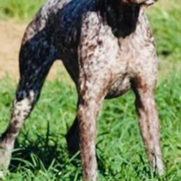 German Shorthaired Pointers from Hunter Heights Kennel