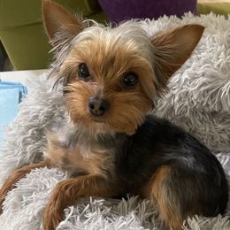 Zeena - Yorkshire Terrier