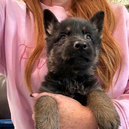 Black and tan - Black and tan male German Shepherd puppy in Canterbury, Connecticut from Nachtwaechter German Shepherds, LLC