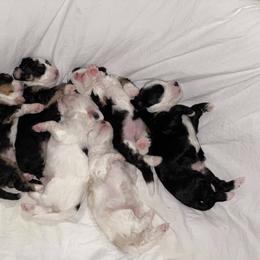 Bernedoodle Puppies from Eastside Paws
