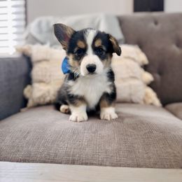 Baby Blue Boy - Cooper - Black and tan male Pembroke Welsh Corgi puppy in Vilonia, Arkansas from Lucky Pups Corgis