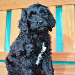 Goldendoodle Puppies from Warren Doodles