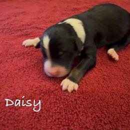 Daisy - Black tri-color female Aussiedoodle puppy in Cartersville, Georgia from Simply Blessed Doodles