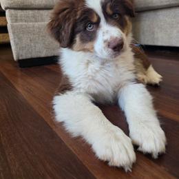Chedder - Red tri-color male Miniature American Shepherd puppy in Santa Rosa, California from BennettValleyAussies