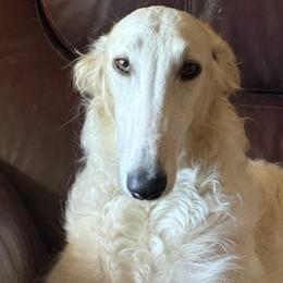 Orla - Borzoi
