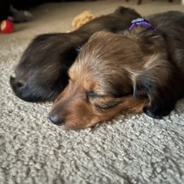 Dachshund Puppies from Cogsworth Cromwell Dachshunds of South West Michigan