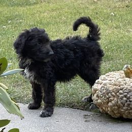 Aussiedoodles and Bordoodles from Creekside Doodles