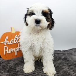Stripe - Tri-color male Bernedoodle puppy in Granton, Wisconsin from Rose River Farms