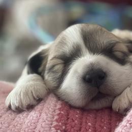 Great Pyrenees puppies from Forestwood Farms Great Pyrenees