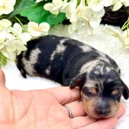 Korra - Dapple female Dachshund puppy in Exeter, California from Sawtooth Miniature Dachshunds