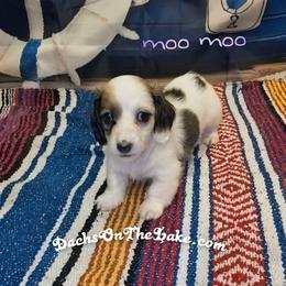 Moo Moo - Piebald female Dachshund puppy in Grove, Oklahoma from Dachs on the lake