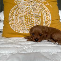 Honey - Brown female Cavapoo puppy in Gap, Pennsylvania from Coles Cavapoo’s