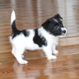 Edy Boy 2 - White and black male Russell Terrier puppy in Middletown, Virginia from DBF Russell Terriers