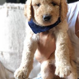 Goldendoodle Puppies from Heart of Goldendoodles