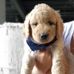 Goldendoodle Puppies from Heart of Goldendoodles