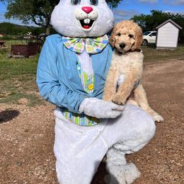 Aussiedoodle and Goldendoodle Puppies from Gray Doodles