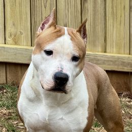 Travis - American Staffordshire Terrier
