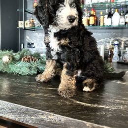 Bernedoodle, Cavapoo, Goldendoodle, and Poodle Puppies from Wasatch Pup