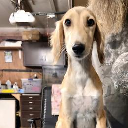 Male 2 - Red male Saluki puppy in Steamboat Rock, Iowa from River Valley Canines