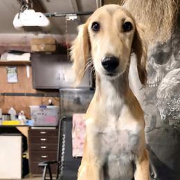 Male 2 - Red male Saluki puppy in Steamboat Rock, Iowa from River Valley Canines