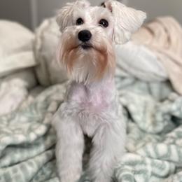 Maple - Miniature Schnauzer