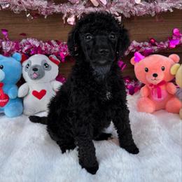 Rain - Blue female Poodle puppy in Roseville, California from Aura & Luxe Poodles