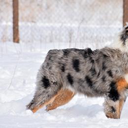Miniature Australian Shepherd All Grown Up from Rustic Original Aussies