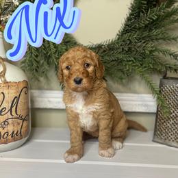 Nix - Apricot female Goldendoodle puppy in Anniston, Alabama from Mason Farmhouse Poodles, Doodles & Poos (Breeding & Stud Services)