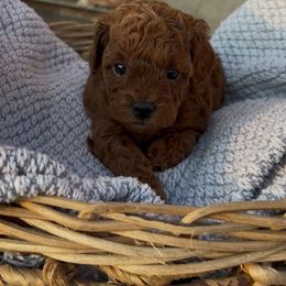 Poppy - Red female Maltipoo puppy in St George, Utah from Quel’s Maltipoos